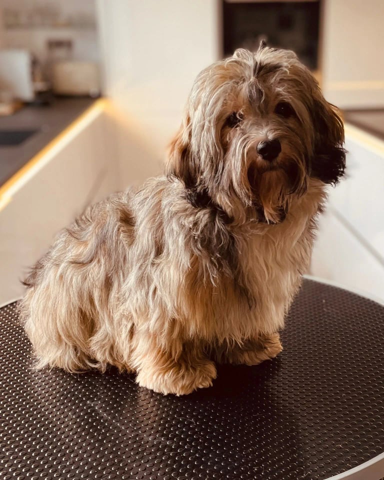 Havaneser sitzt entspannt auf dem Pflegetisch im Hundesalon Karlsruhe