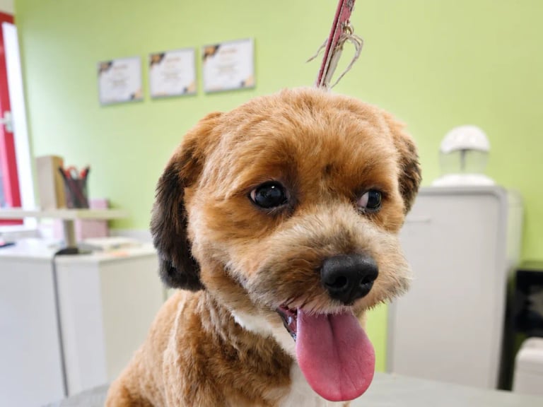 Frisch gepflegter kleiner Hund mit herausgestreckter Zunge im Hundesalon Karlsruhe