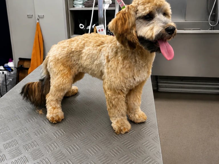 Goldendoodle steht nach der Schur auf dem Pflegetisch im Hundesalon Karlsruhe