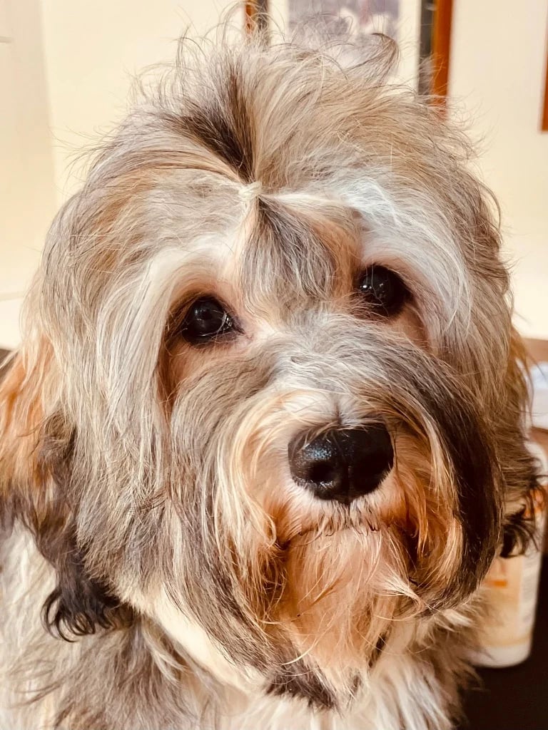Frisch gepflegter Hund blickt aufmerksam in die Kamera im Hundesalon Karlsruhe