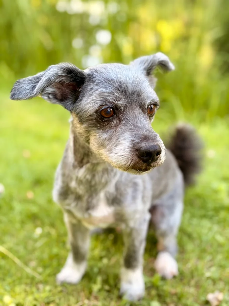 Grauer Terrier-Mischling steht frisch frisiert auf einer Wiese – Stammgast im Hundesalon Karlsruhe