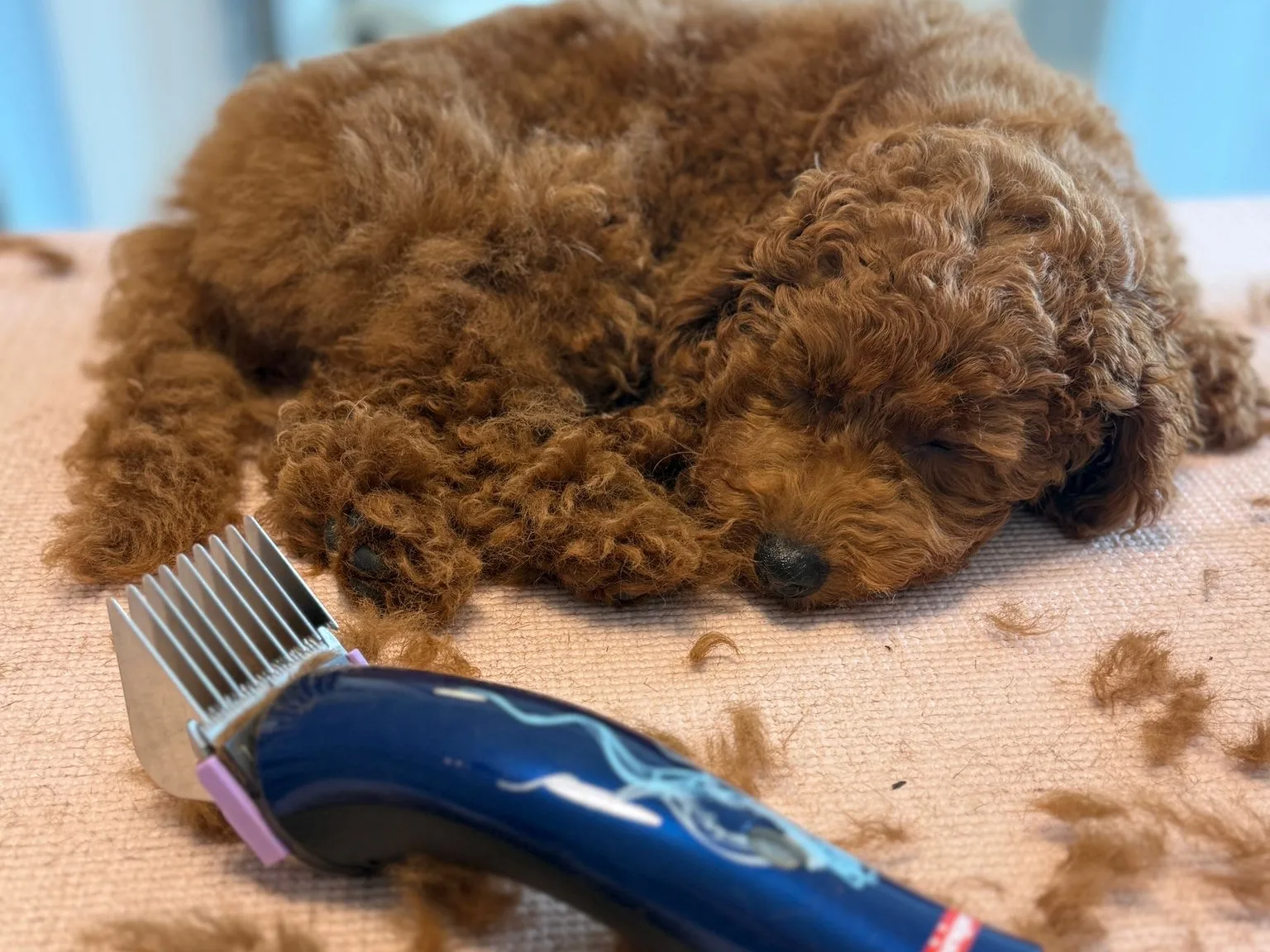 Schlafender Pudelwelpe neben der Schermaschine – entspannte Fellpflege ohne Stress