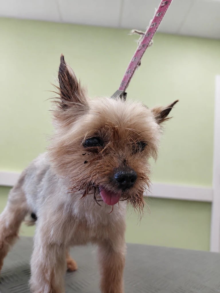 Yorkshire Terrier mit verklebten Augen und verfilzter Schnauze vor der Pflege im Hundesalon Karlsruhe